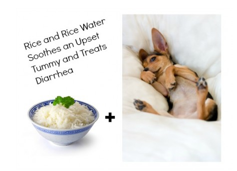 rice water for dog diarrhea