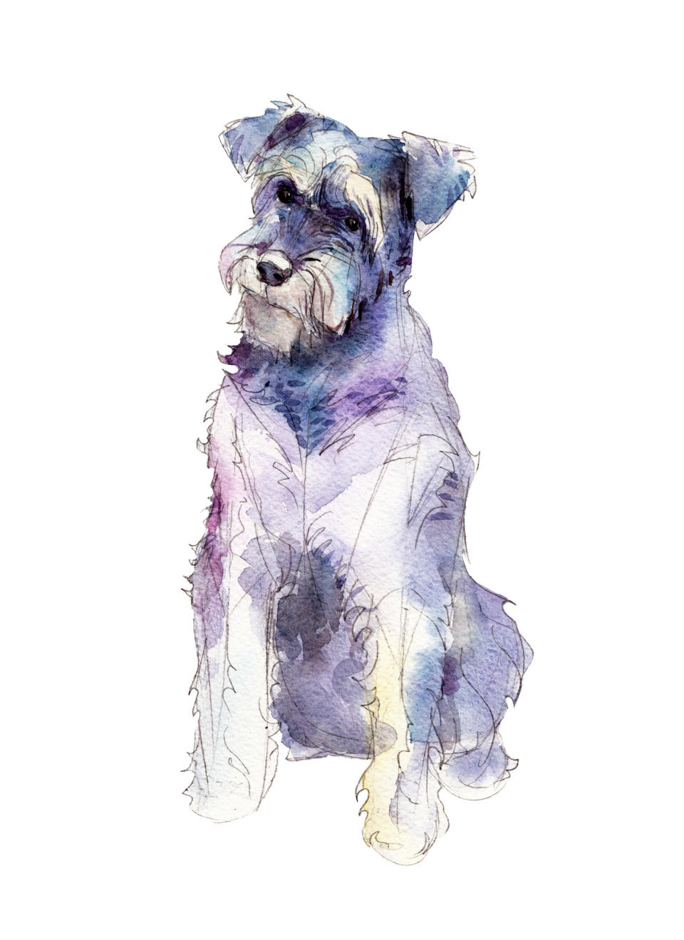 Water color painting of a Schnauzer