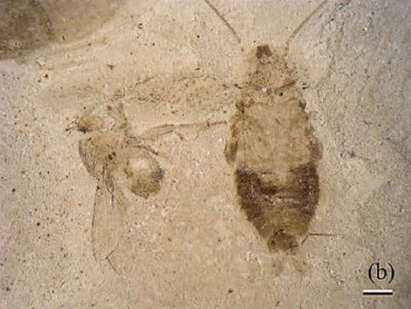 A complete male fossil of <em> E. kohlsi</em> (right).