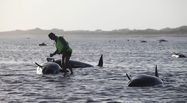 A volunteer checks on the condition of a whale stranded at Farewell Spit. Photo: AP