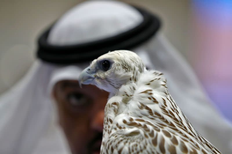 Wenn Falken reisen, nehmen sie im Nahen Osten schon mal das Flugzeug (Symbolbild: KARIM SAHIB/AFP/Getty Images)