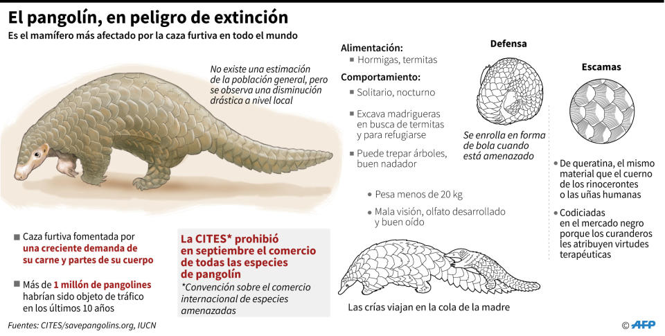 El pangolín, en peligro de extinción, es el mamífero más afectado por la caza furtiva. En algunas ocasiones, las autoridades de las aduanas chinas han llegado a confiscar más de 3 toneladas de las codiciadas escamas del animal. (AFP | Jean Michel CORNU)