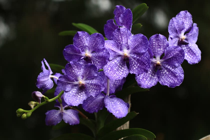 Vanda Pachong Blue orchid by Ha Bui.jpg