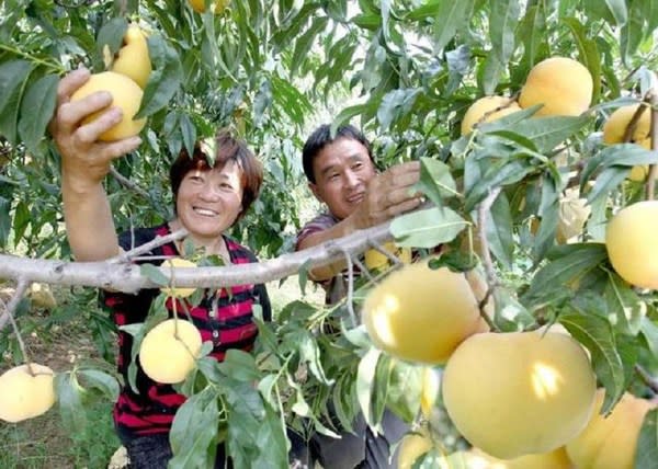 圖為山東省蒙陰縣兩個果農收穫蒙陰蜜桃。 [照片提供給新華絲路]