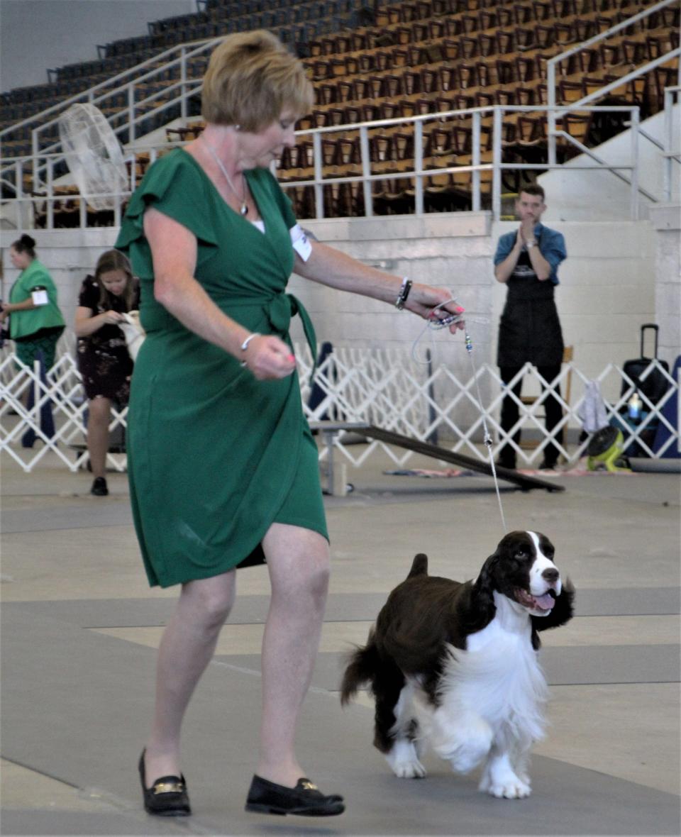 Robin Novack and her four-year-old Springer Spaniel Freddie captured best in show at the 127th Harding Classic Dog Show last weekend at Veterans Memorial Coliseum in Marion. Freddie is the number one sporting dog in the U.S. and is the number four dog among all breeds.