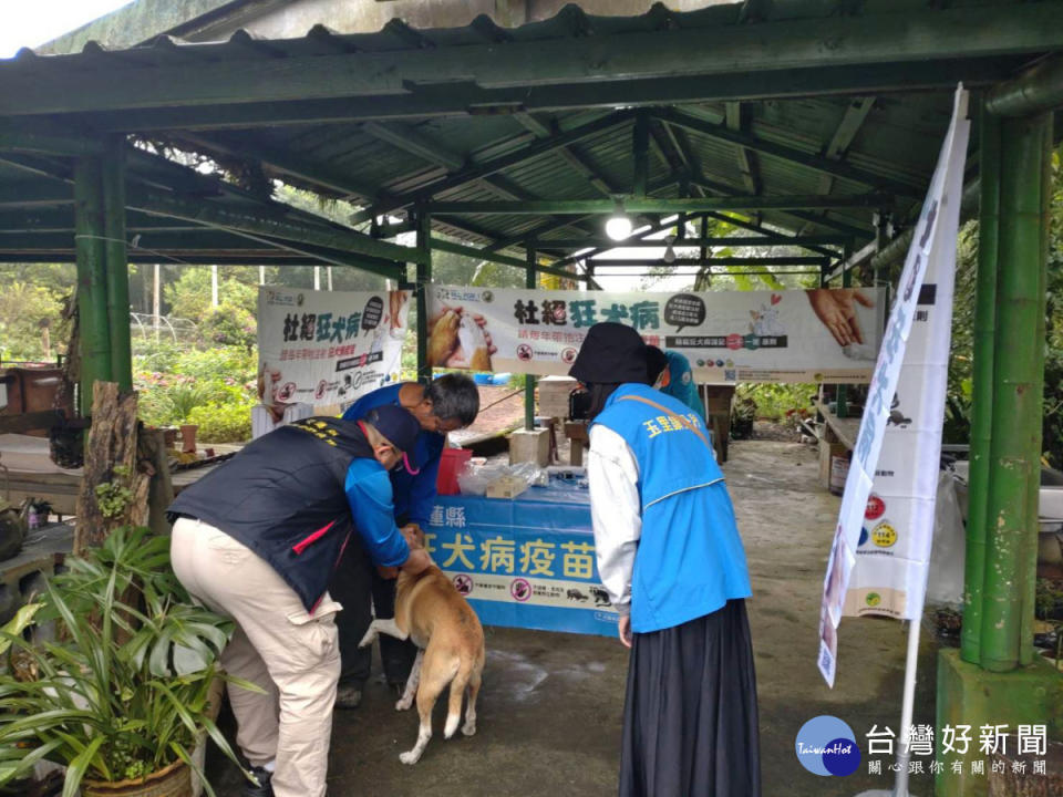 鼬獾狂犬病頻現蹤　花蓮縣府派員加強注射狂犬病疫苗