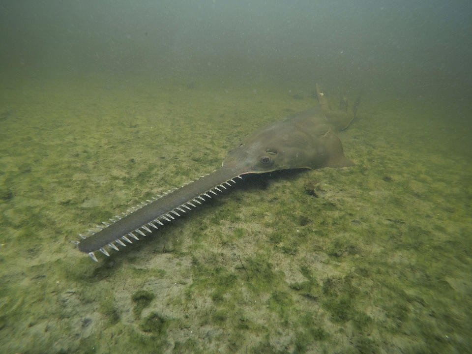 A smalltooth sawfish (NOAA via AP)