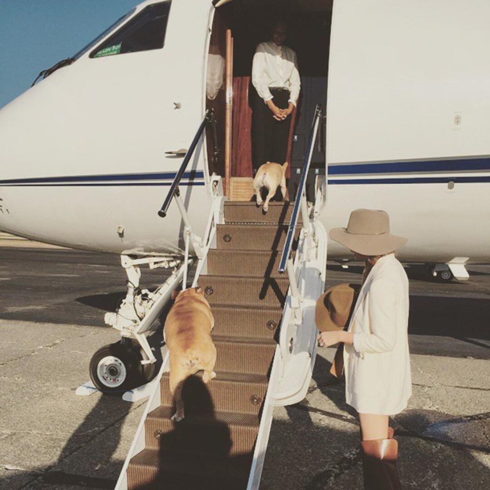 The VIPs in Chrissy Teigen's life, her French bulldogs, get priority boarding onto the jet.