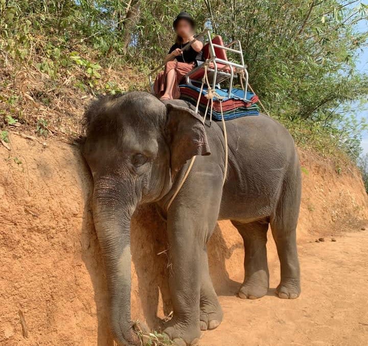 An exhausted elephant in South-East Asia - STAE