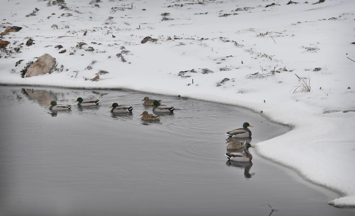 Mallard ducks paddle around in the chilly waters of Sikes Lake Thursday morning.