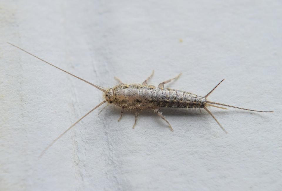 11) Silverfish