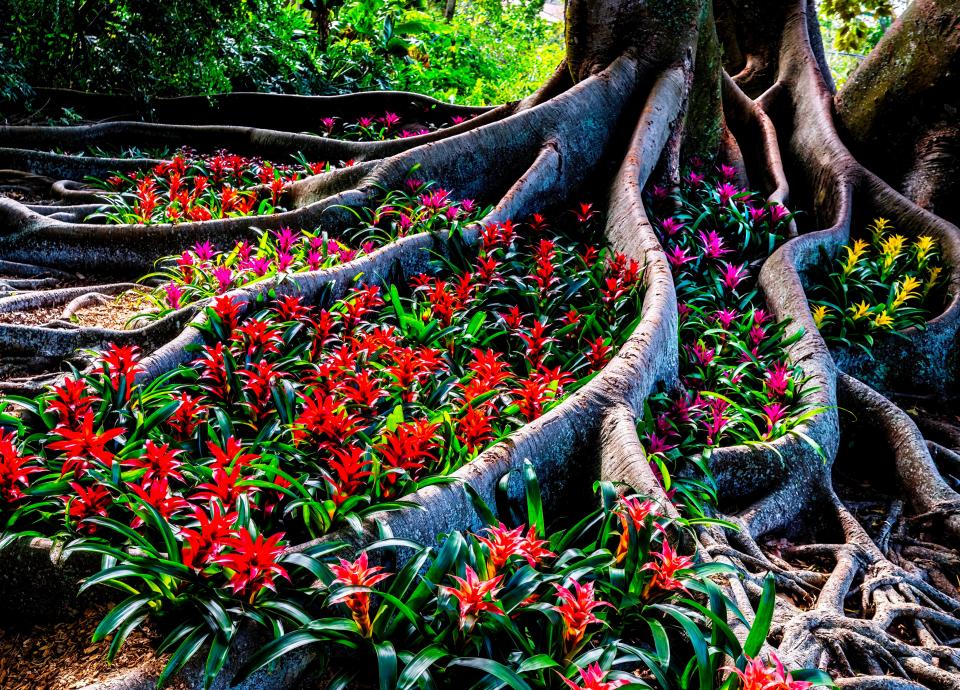 More than 1,000 Guzmania bromeliads have been placed within the roots of the Moreton Bay fig tree as part of the Selby Gardens exhibition “Tiffany: The Pursuit of Beauty in Nature.”