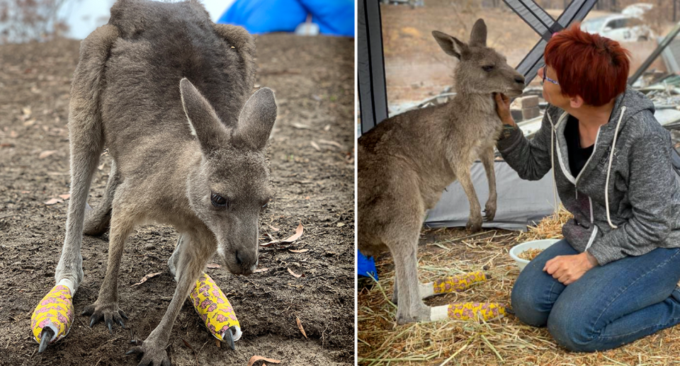 Left - Clover standing on bare ground with her feet bandaged. Right - Rae Harvey and Clover in a tent, there is hay on the ground. 