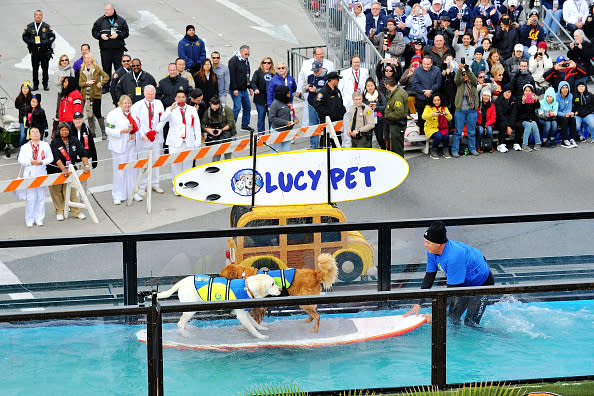 These surfing dogs at the Rose Parade — and Al Roker’s hilariously relatable reaction to them — deserve your immediate attention