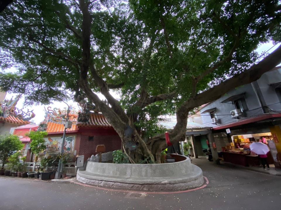 晉江街巷弄裡內的福德爺長慶廟，廟後⽅的古榕樹腰圍粗達10公尺，樹齡據傳已超過250歲