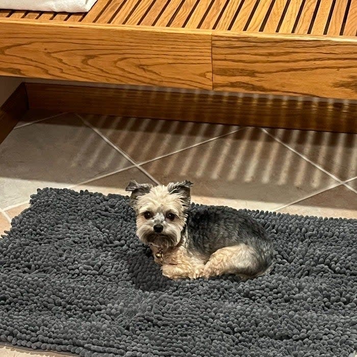 Small dog sitting on the bathroom rug