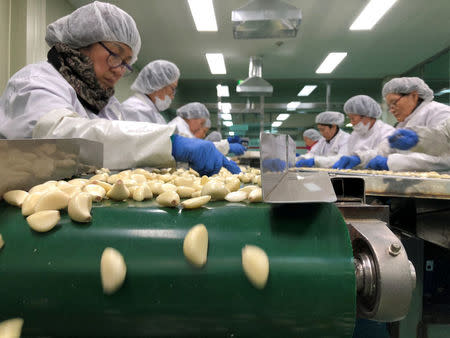 Women work at a garlic processing plant operated by a cooperative of local farmers in Uiseong, South Korea, February 23, 2018.REUTERS/Lucien Libert