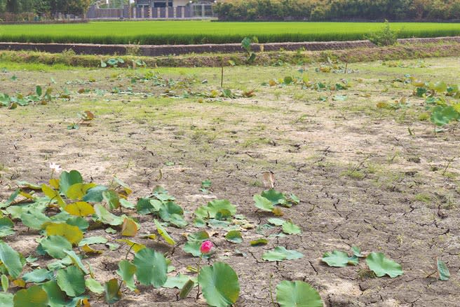 台南市白河區農民施昭明4.6分地的蓮田一片乾枯，他無奈嘆「不知道該不該棄採」。（張毓翎攝）