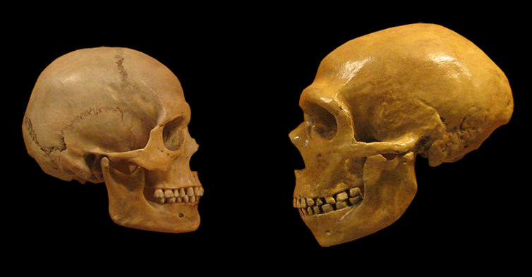 <span class="caption">Human skull on the left, Neanderthal on the right.</span> <span class="attribution"><span class="source">hairymuseummatt (original photo), DrMikeBaxter (derivative work)</span>, <a class="link " href="http://creativecommons.org/licenses/by-sa/4.0/" rel="nofollow noopener" target="_blank" data-ylk="slk:CC BY-SA;elm:context_link;itc:0;sec:content-canvas">CC BY-SA</a></span>