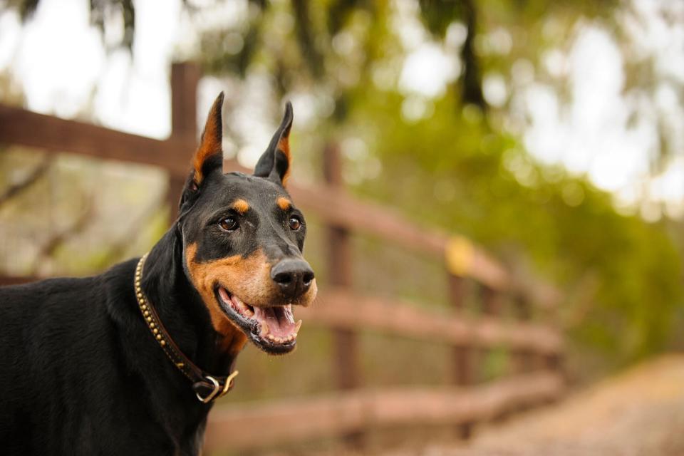 Doberman Pinscher guard dog