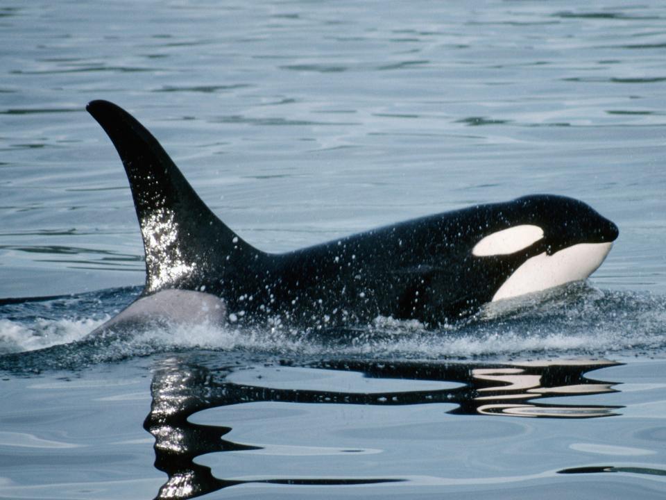 An orca