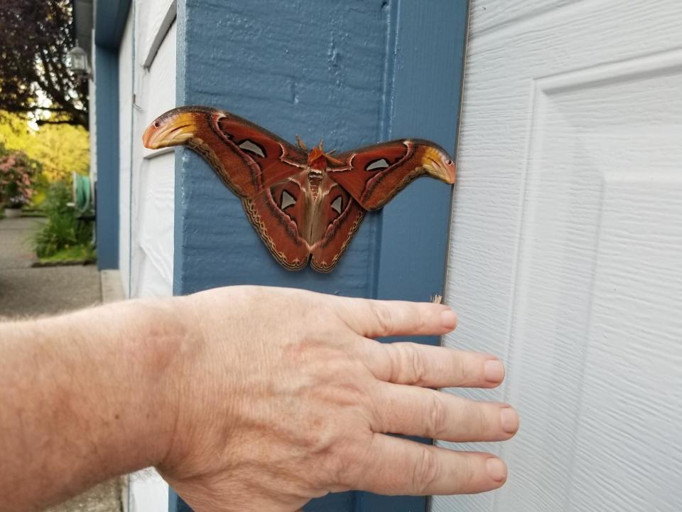 The atlas moth found on a garage in Bellvue, Washington, as compared to a man's hand. / Credit: WSDA