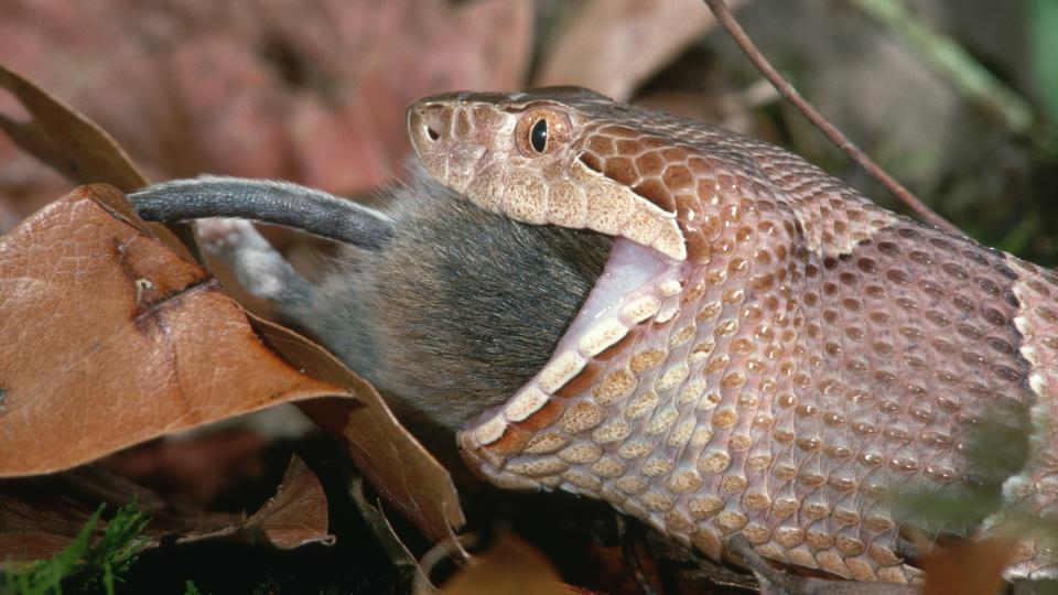 A copperhead snake eats a mouse whole. The latter end of the mouse and its tail stick out from the snake's mouth.