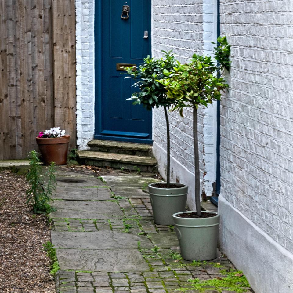 Two potted bay trees by the front door of a white house