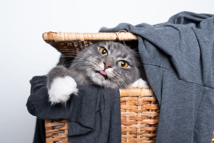 Cat in laundry basket sticks out tongue