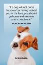 <p>“If a dog will not come to you after having looked you in the face, you should go home and examine your conscience.”</p>