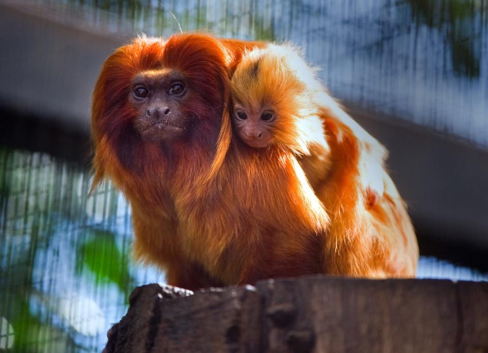 A baby golden lion tamarin clings to the back of its mother in their enclosure at the Micke Grove Zoo in Lodi.