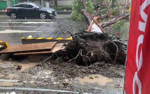 路樹橫躺在馬路中央。（圖／東森新聞）