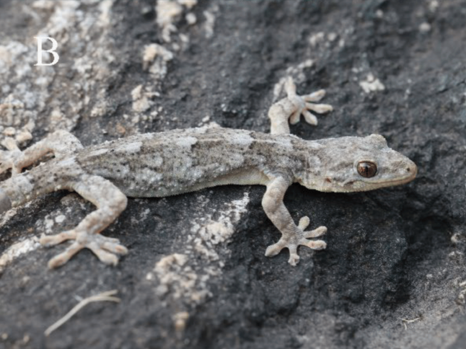 En la foto, una gekko kaiyai, o lagartija de las Montañas Dabie, subida en una roca.