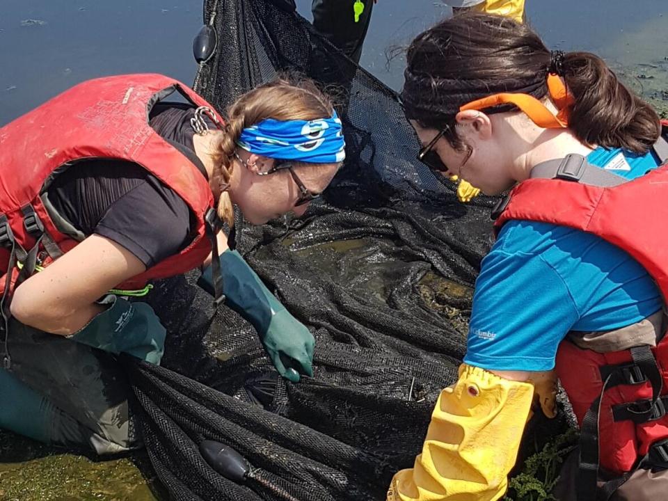 ACAP Saint John workers Shauna Sands, left, Khoa Ngo, centre, and Shayelin Braydon search for small fish and shrimp in a beach seine net (Steven Webb/CBC - image credit)