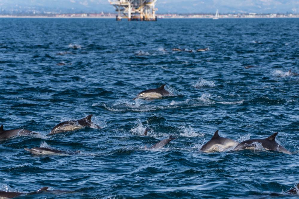 An oil platform in the Santa Barbara Channel. Of the 27 rigs built off the coast of California, only about half are still in use.