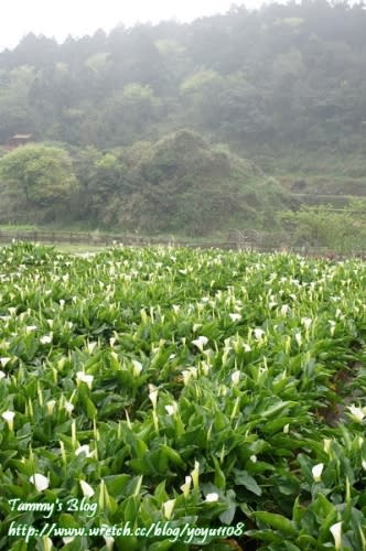 《台北旅遊》陽明山。竹子湖海芋季　小瀑布海芋園採海芋