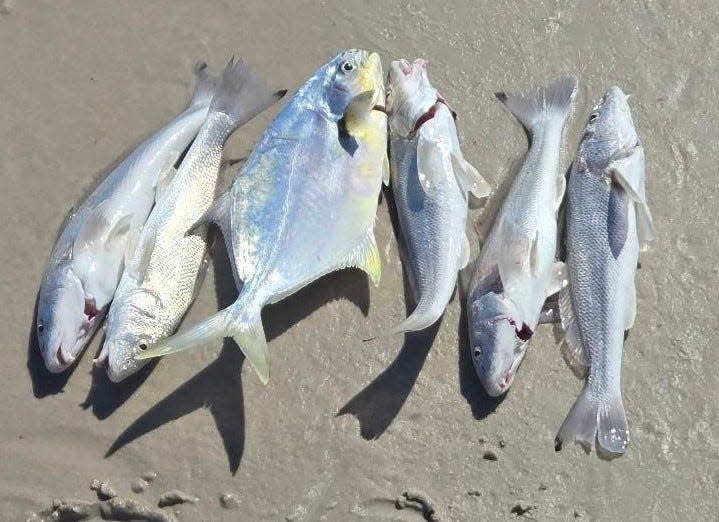 Chris Mansfield used sandfleas tipped with Fishbites to bring in a 6-pack that included one pompano among the whiting.