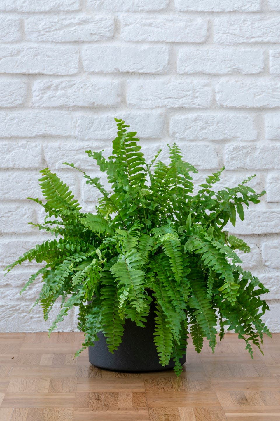 nephrolepis exaltata, beautiful potted boston ferns or green lady houseplant on floor by brick wall in living room, home