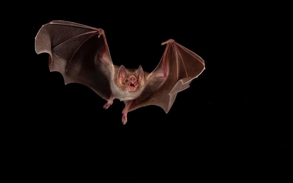 A common vampire bat displays sharp front teeth used to obtain a blood meal by piercing the skin of mammals, including humans.