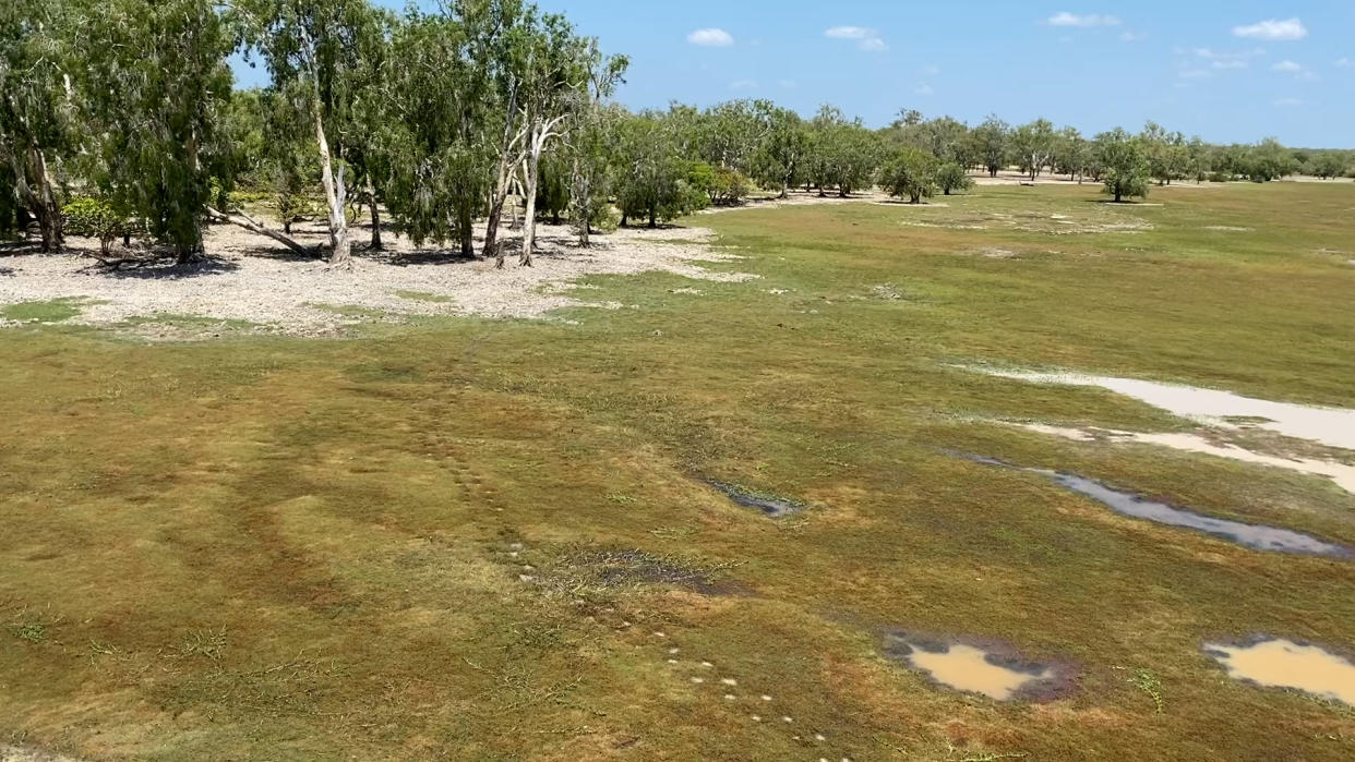 Cattle tracks through a Cape York national park.