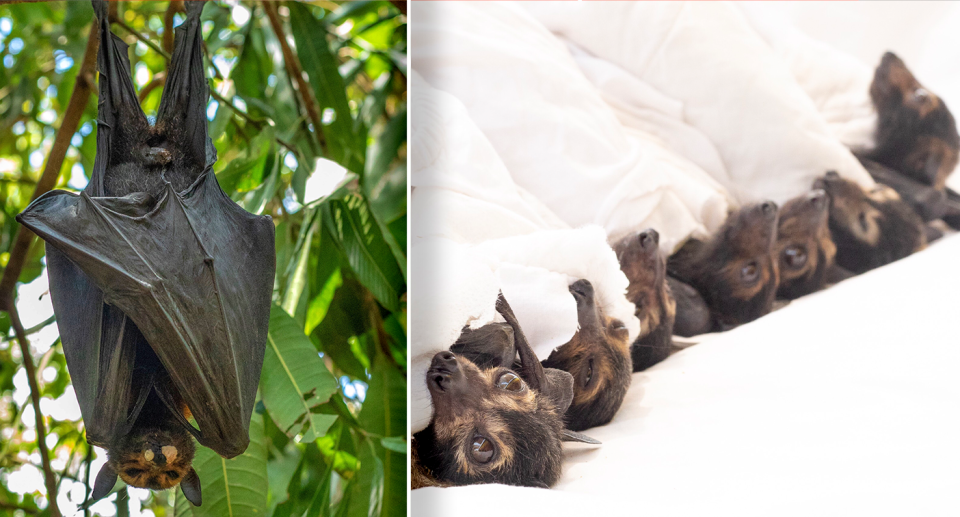 Left orphaned due to heatwaves, baby flying flying foxes were taken into care. Source: David White / HSI