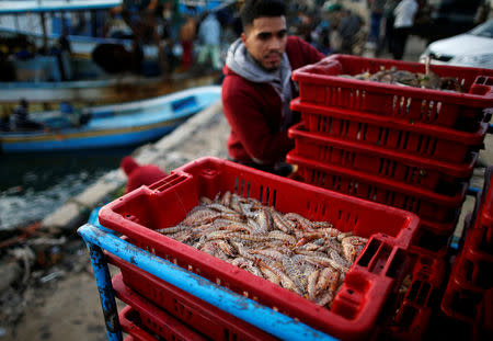 A box containing shrimps is seen at the seaport of Gaza City, after Israel expanded fishing zone for Palestinians April 2, 2019. REUTERS/Suhaib Salem