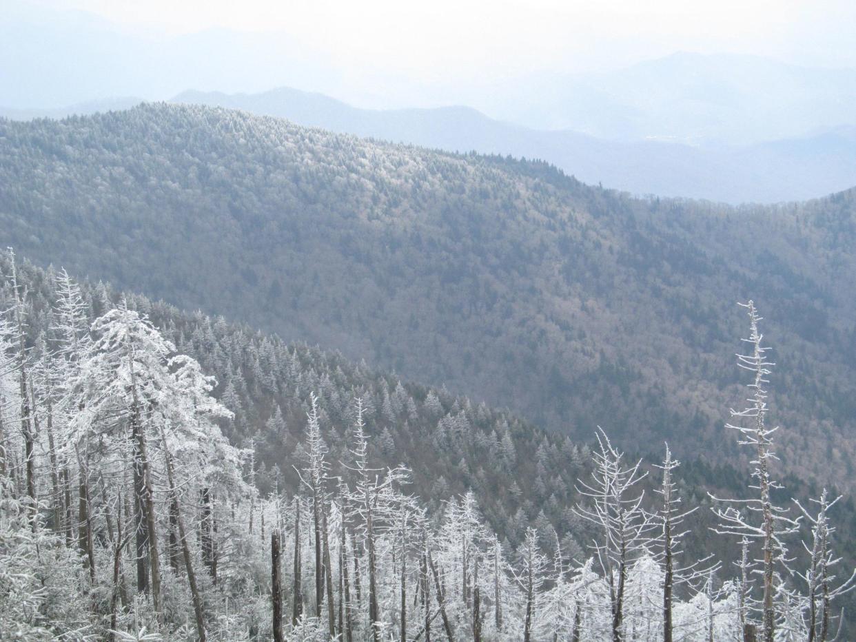 Trees on the mountain sides covered in snow.