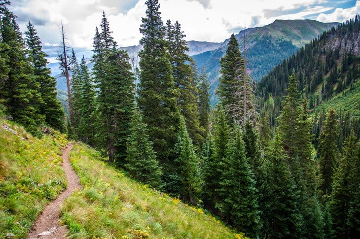 Hiking trail in forest