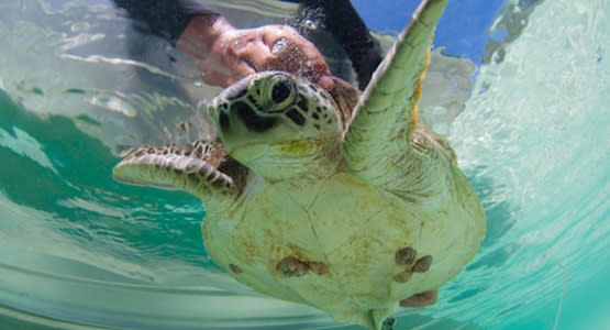 Learn about endangered sea turtles at Gaya Island Resort. (Photo: Gaya Island Resort)