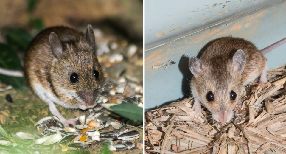 A house mouse (left) and a delicate mouse (right).