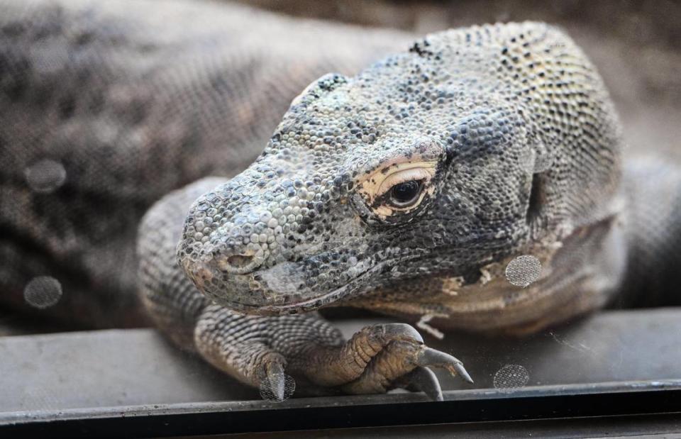 A Komodo dragon rests up against the glass in its exhibit inside the new Kingdoms of Asia section of the Fresno Chaffee Zoo that opened to the public on Saturday, June 3, 2023. CRAIG KOHLRUSS/ckohlruss@fresnobee.com