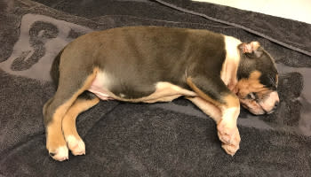 A dead American Bully puppy is pictured.