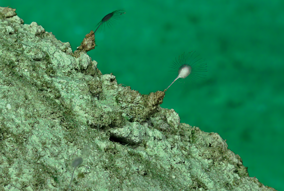Abyssocladia falkor, one of the new sponge species, perched on a rock.