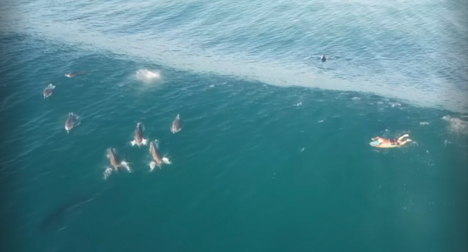 A pod of dolphins ride the wave at Tallows Beach beside surfers while a shark swims below. 